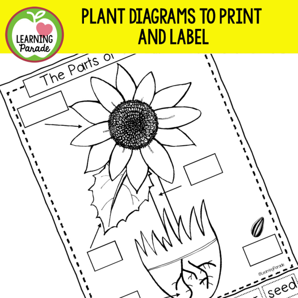 The Parts of a Plant: Sunflower Paper Craft Activity